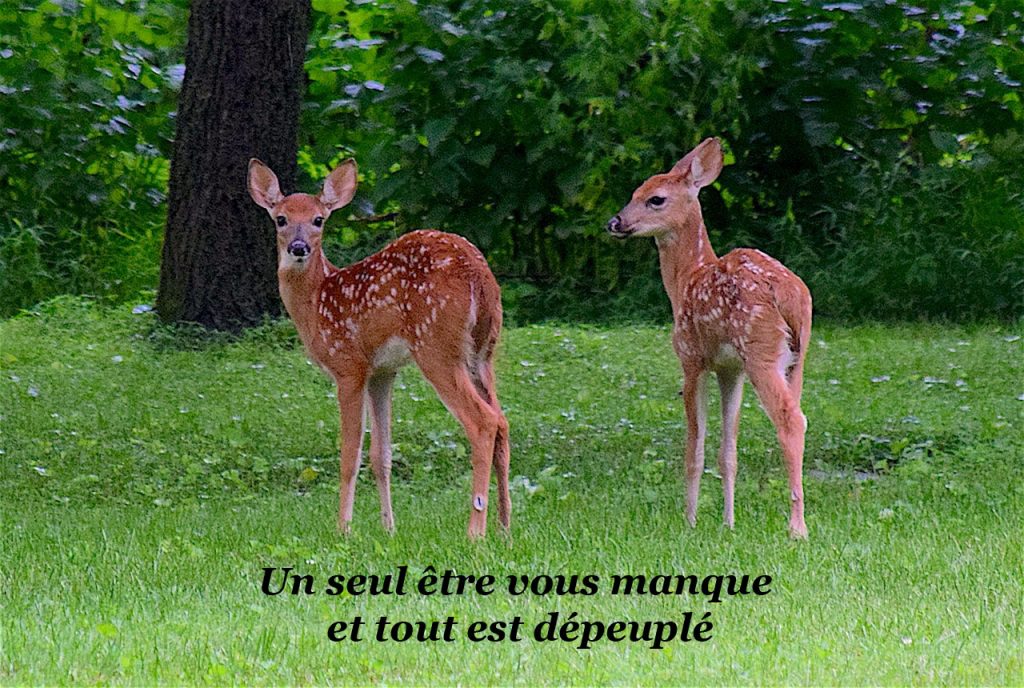 C'est Quoi Le Syndrome Du Jumeau Perdu